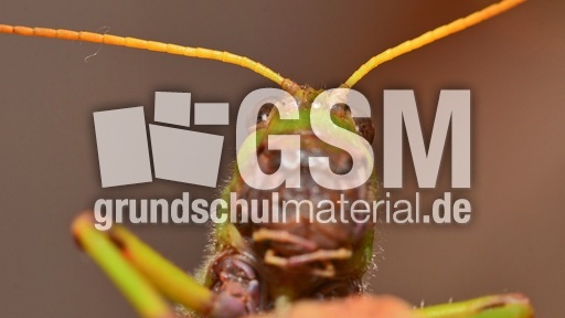 Südamerikanische Riesenheuschrecke_4.jpg